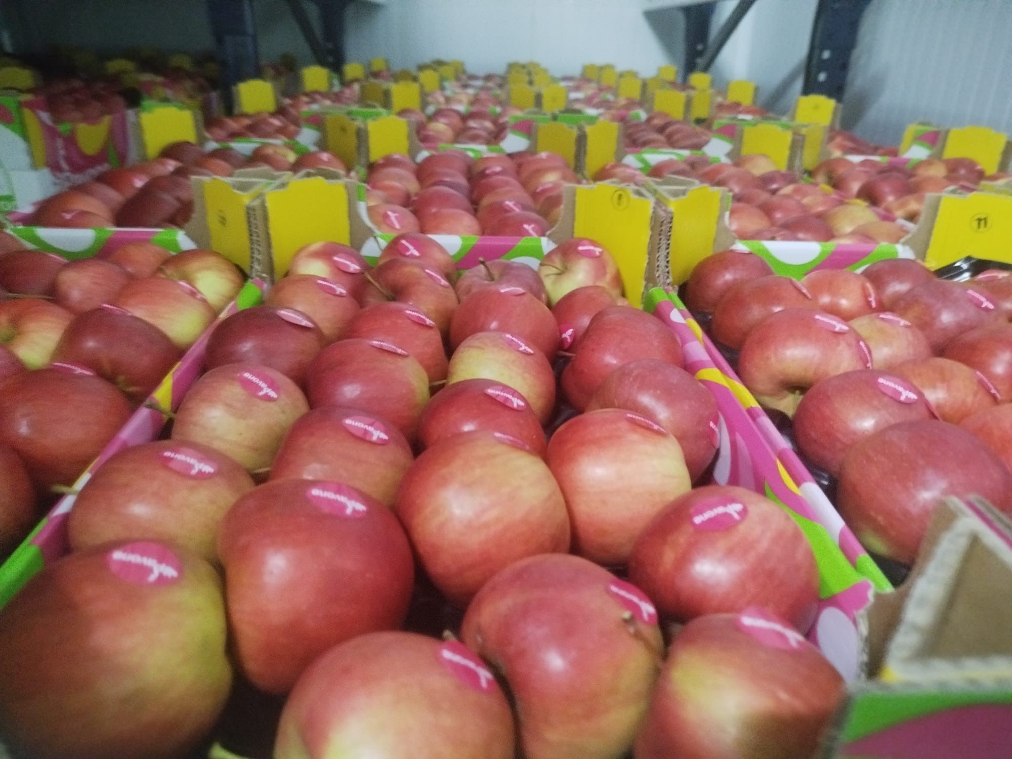 Manzana Evelina - Surfrutas SLU Mercalaspalmas