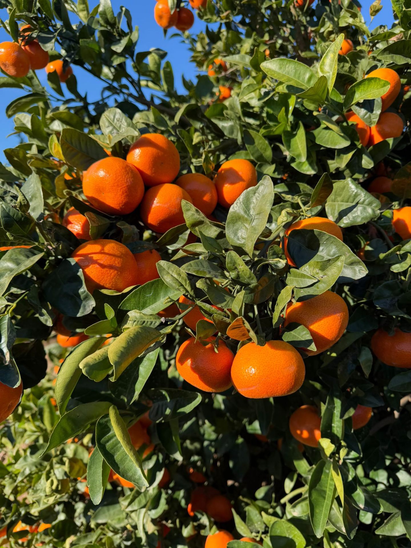 Cítricos - Surfrutas SLU Mercalaspalmas